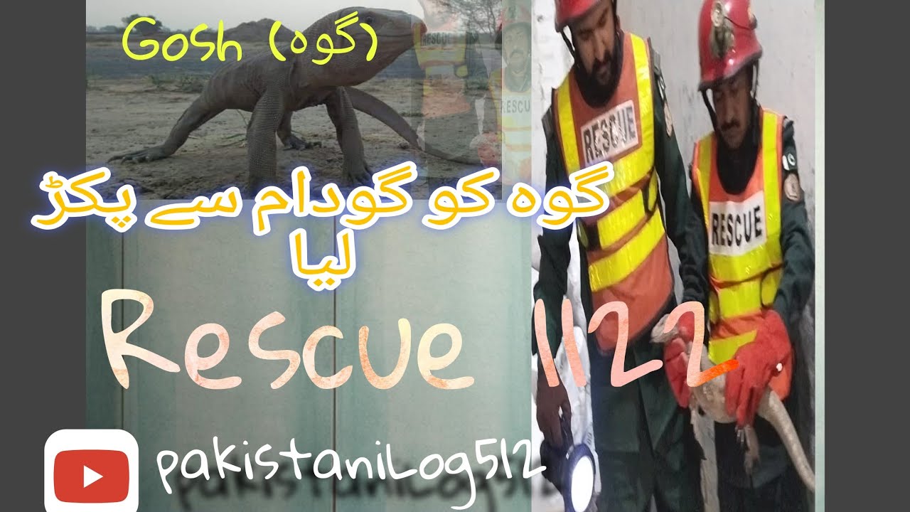 جنگلی گوہ کو ایک گودام سے پکڑا ️#rescue1122 #Pakistanilog #viralvideo ...