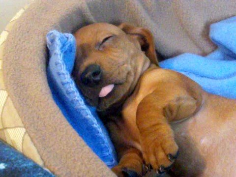 Weenie sleeps