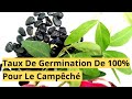 Comment avoir 100 de taux de germination pour les semences de campch 