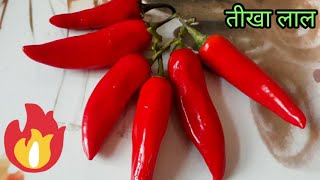 राजस्थानी लाल मिर्च के टिपोरे|rajasthani recipe|instant red chilli pickle|mirch ke tipore|chilli fry