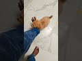 cute baby dogs 🐕🐕😍😍#trending #dog #dogshorts #viraldog #shortsfeed