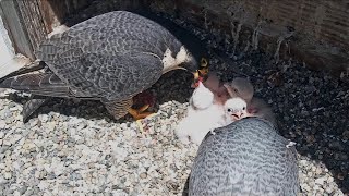 Cal Falcons: Annie \& Archie feed chicks together, 🐥 setting a precedent at nest 🥰 2024 Apr 29