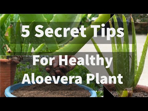 Secret Tips On How To Grow & Care Aloevera Plants | Succulent Soil Recipe | Growing Aloevera In Pots