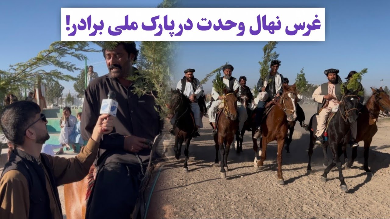 نهال شانی پارک ملی برادر توسط یورغه ‌سواران ولایت هرات 