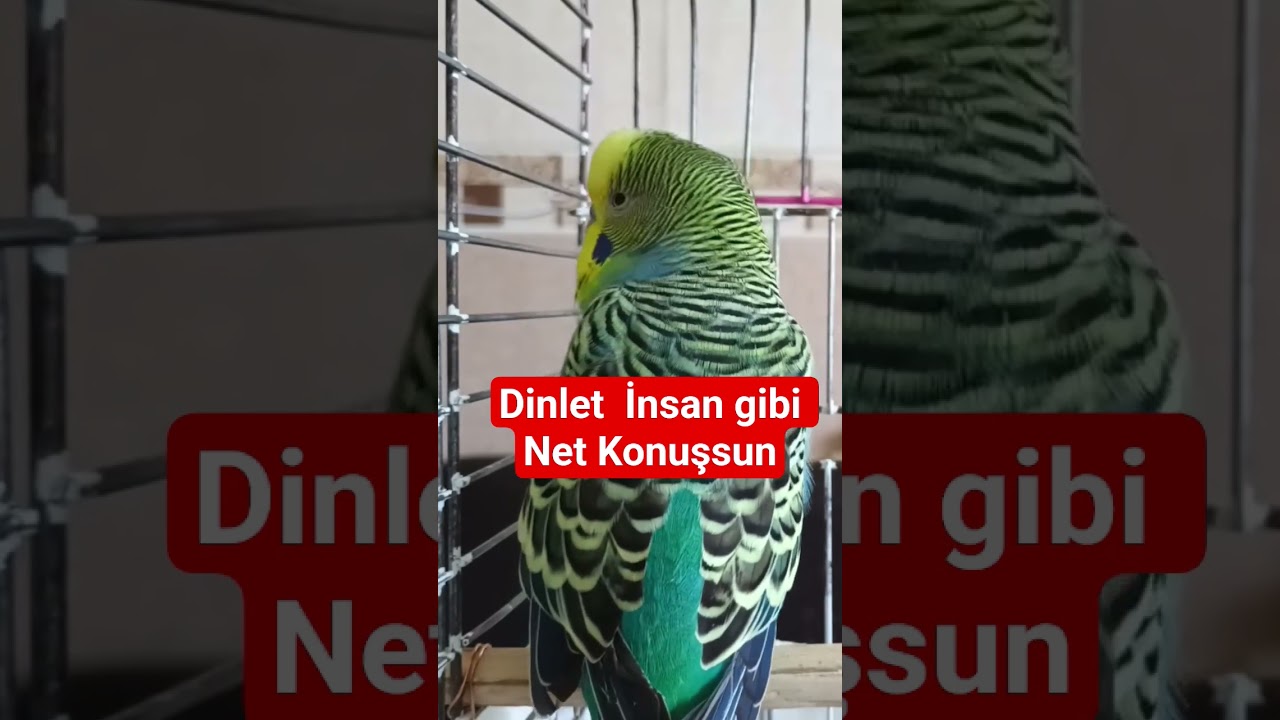 Muhabbet kuşu Konuşturma Eğitimi |   #muhabbetkuşu muhabbet kuşu, muhabbet kuşu konuşması,