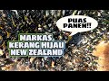 #newzealand Panen Kerang Hijau New Zealand GRATIS!!