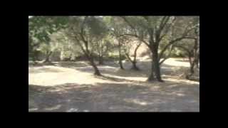 Hallazgo de restos fósiles en Pueblo Esther (Prov. Santa Fe) - El Pais del Litoral 7-9-2013