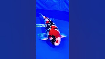 Bắt được con cá lóc bông khổng lồ #shorts #sopvideo