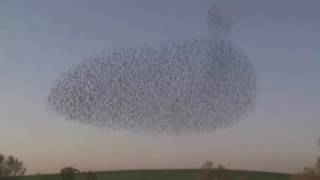 birds flock flying starlings murmuration together