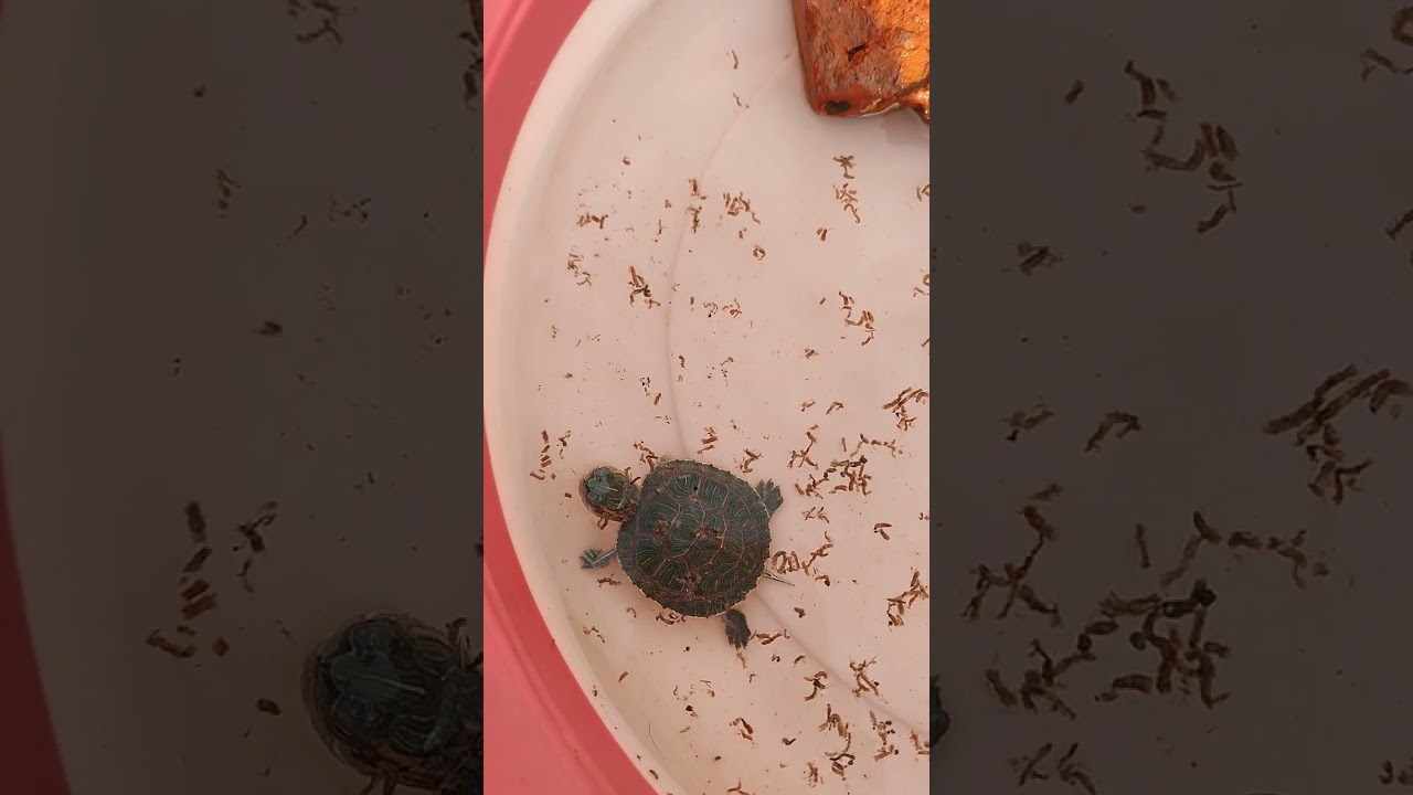 star baby res turtle 🐢 growth eatingbloodwaorms   like and subscribe for next video 📷📸  😁😊