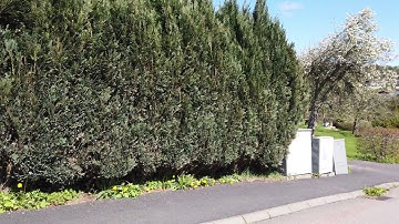 How can I survive as a introvert programmer?