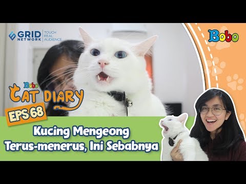 Kucing Lucu - Kucing Mengeong Terus-menerus, Ini Sebabnya - Bobo Cat Diary Eps 68