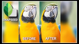 Editing Macaw Parrot | Jurong Bird Park | Phone Photography and Editing #Snapseed #mobilephotography screenshot 5