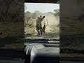 I Seriously Thought I Was Gonna Die… Chased by a Rhino!