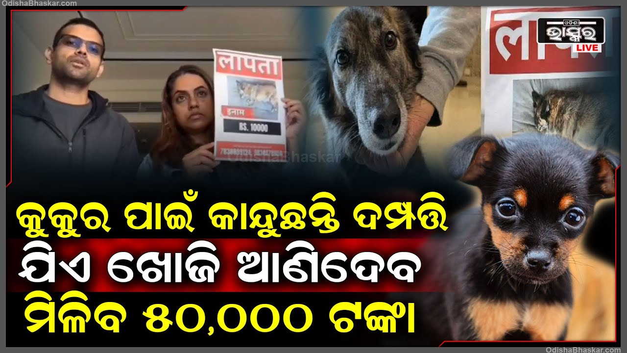 ବୁଲିବାକୁ ଆସି ହଜିଗଲା କୁକୁର...ଏବେ ଖୋଜି ଆଣିଲେ ମିଳିବ ୫୦,୦୦୦ ଟଙ୍କା...50000/- reward for Missing Pet Dog