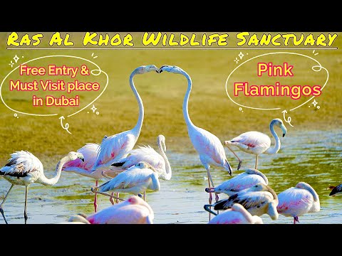 Ras Al Khor Wildlife Sanctuary, Dubai | Must Visit Places in Dubai | 4K | Pink Flamingo | Hidden Gem