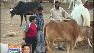 COW MANDI 2004 KE RATE CHECK KARE SRIF | KARACHI | SOHRAB GOTH