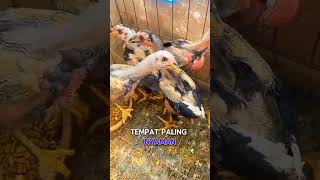 Penghobi Ayam Pasti Paham  shorts chicken story ayam ganoi phakoy roosterfarm trending