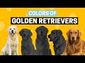 All the Colors of Golden Retrievers
