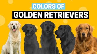 All the Colors of Golden Retrievers