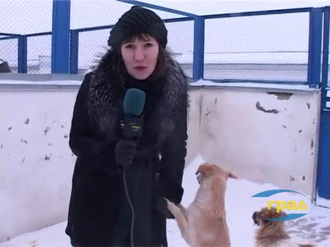 Зимой бездомные животные очень нуждаются в помощи