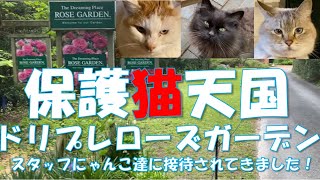 File82:保護猫天国「ドリプレローズガーデン」でにゃんこスタッフさんたちに接待されてきました英国式庭園　バラ園　 Cat heaven!Cats entertaining in garden