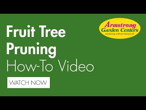 How to Prune a Fruit Tree - Armstrong Garden Centers