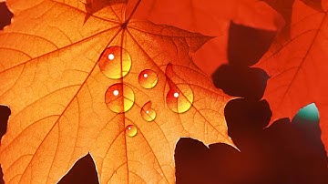 Photoshop Tutorial How to Create a  Water Drops in Photoshop CC 2018