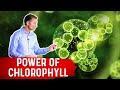 The Power of Chlorophyll for the Gut