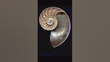 You will look at nature differently by the end of this video | Fibonacci Sequence in Nature #shorts