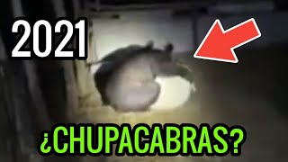 Supuesto Chupacabras Captado En Vídeo