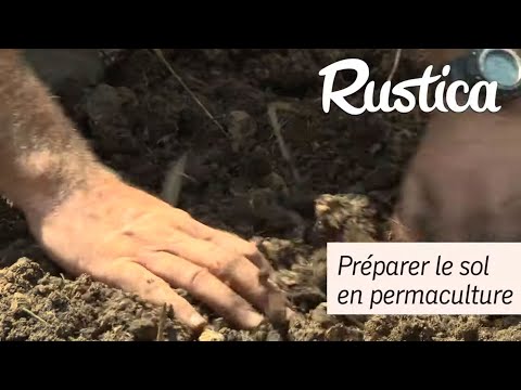 Vidéo: Comment récolter la rhubarbe : 12 étapes (avec photos)