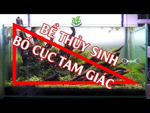 Video Bể THỦY SINH bố cục TAM GIÁC đơn giản chơi rêu - youtube