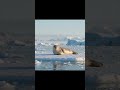 ANTÁRTICA; O DESERTO GELADO.#natureza #antarctica #paisagem #planeta#degelan