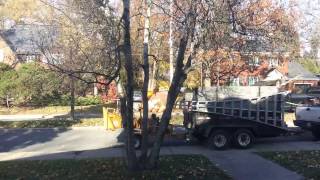 Cutting down a 45-year-old birch tree