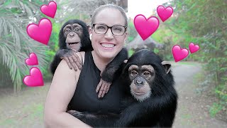 SPENDING VALENTINE'S DAY WITH TWO CHIMPANZEES!