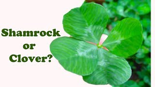 St. Patrick's Day I What's the Difference between a Shamrock and a Clover?