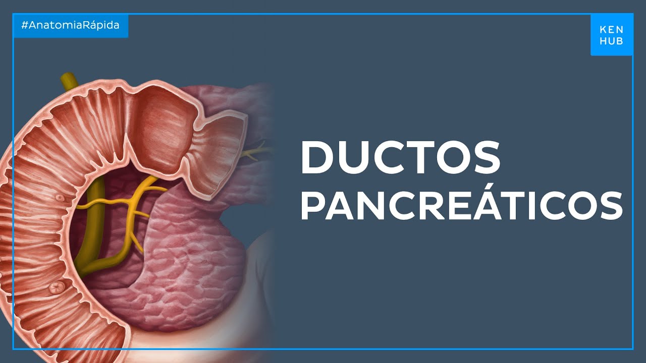 Sistema de ductos pancreáticos - Anatomia Fácil | Kenhub