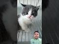 Cute angry cat #cat #funnycats #catlovers #cats #cutecat #catvideos #fyp #viralvideo