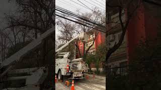 Poda en comuna de Ñuñoa