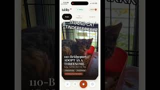 Tinder but for cats 🐱 #cats #kitten #catadoption #adoptdontshop #rescuecat #petadoption #pets #tabby