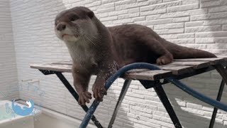 カワウソが水もれをおこすので無敵のアレで対抗してみる　Otter and Human Go to War Over Hose!