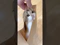 ユニクロの袋の中に入ったこっちゃん #こっちゃん #ねこ #cat