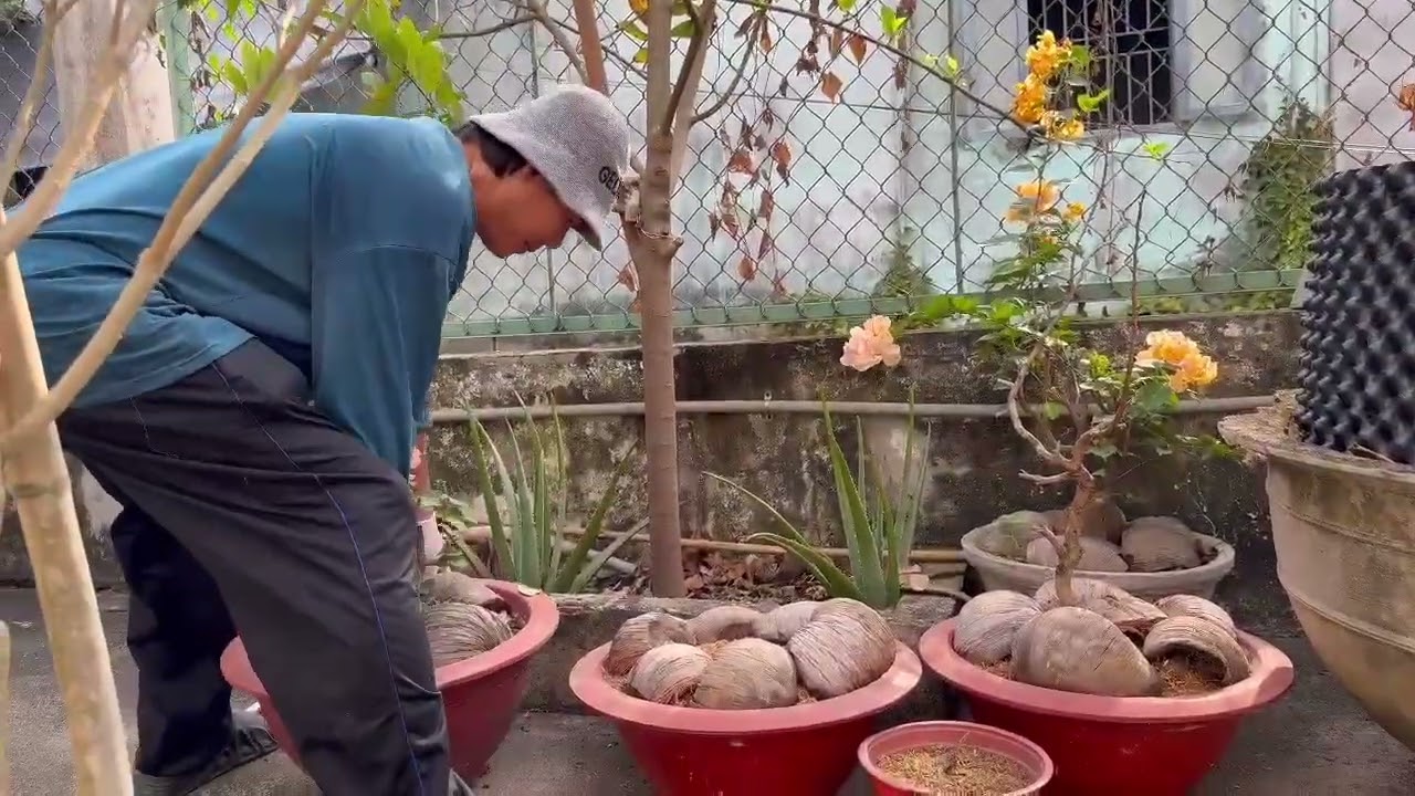 Dọn Vườn Thu Hoạch Rau 