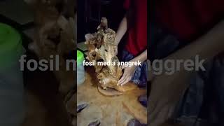 #anggrek #anggrekmalang #orchid #obral #dendrobium #tanamanhias