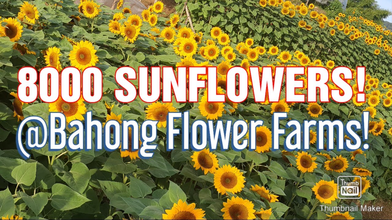 Sunflower Farm Baguio Home Alqu