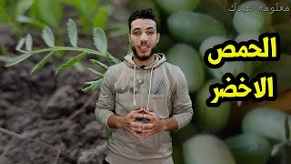 ماهى فوائد الحمص الاخضر فوائد لا تحصى لحبات الكنز الاخضر اللذيذة !!