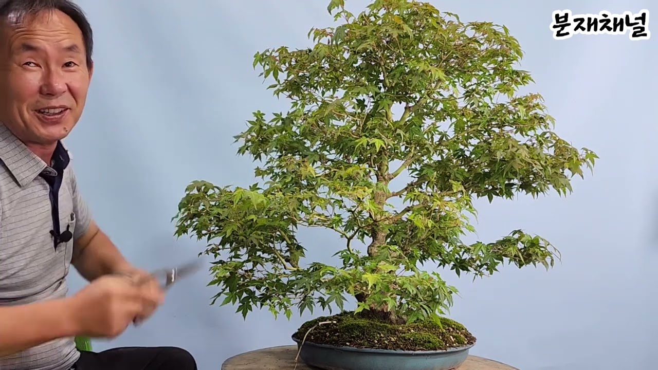 분재관리 417강 단풍나무, 그렇게 막 잘라냈는데도 된다고?