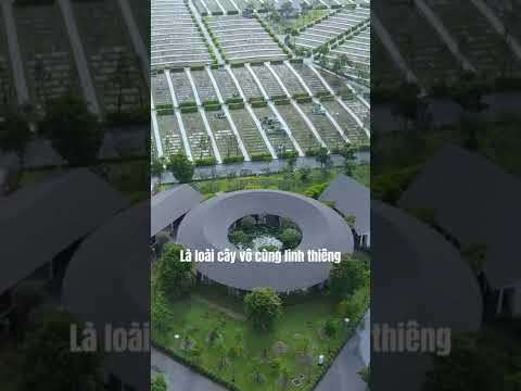 Video Ý nghĩa của cây Sala là gì??? ???????????? #hanhnguyenadida... - youtube