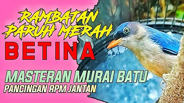 Rambatan paruh merah BETINA GACOR untuk memancing jantan | RPM masteran hits 2022